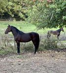 Vbl hingst 148 cm säljes/fodervärd 