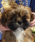 Lhasa apso-valpar