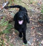 "Kingston" 5 Månader Flatcoated Retriever