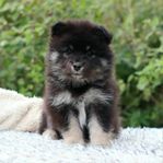 Finsk lapphund 8 veckor 