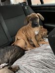 Leveransklara American Bully & Cane Corso 