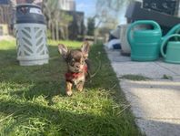 renrasig chihuahua valp hane