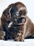 Amerikansk Cocker Spaniel Valpar 