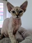 Devon Rex 