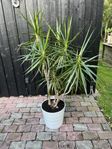 Kantdracena