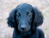 Flatcoated retriever