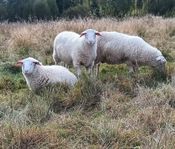 3 ostfriesiska mjölkfår-baggar / bagglamm / bagge