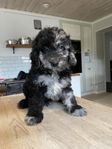 Multigeneration Labradoodle Medium/ Standard