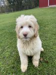 Multigeneration Labradoodle Mini/ Medium