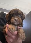 Multigeneration Labradoodle Mini