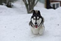 Alaskan husky hane söker nytt hem 