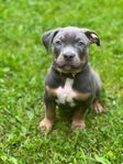 American Bully XL valp