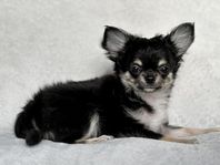 Wentzel’s Dannilo - SKK Chihuahua Valp 