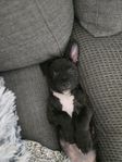 American staffordshire terrier, leveransklara