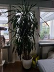 Dracaena palm