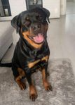 3årig Rottweiler Tik