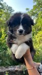 Miniature American Shepherd Hane