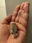 Robodowski hamster 