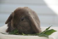 Minilop mini lop miniature kanin kaninunge hane havana wt