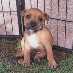 Staffordshire bullterrier hane