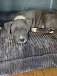 American staffordshire terrier, leveransklara