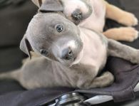 American staffordshire terrier, leveransklara