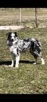 Erfaren bluemerle Border Collie Avelshane