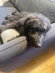 Leveransklar Labradoodle