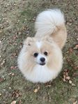 Hund Pomeranian Hona