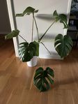 Monstera