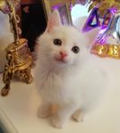 Kattunge Hona Turkish Angora 