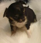 Långhåriga chihuahua/papillon 