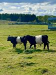 Belted Galloway kalvar