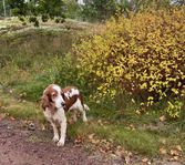 Welsh Springer Spaniel 