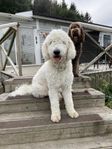 Avelshane Goldendoodle 