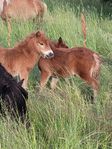 Shetlands föl