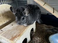  chinchilla omplacering 