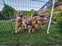 Irish softcoated wheaten terrier valpar 