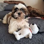 Shih-tzu pojkar