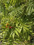 Ullungrönn (Sorbus Commixta Dodong)