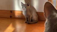 Russian blue kattungar med Stamtavla