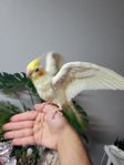 Cockatiels