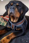 Rottweiler 2 år, tik, SKK