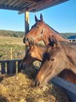 Stallplats lösdrift