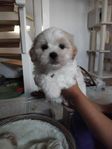 allergivänliga bichon havanais & bichon frise/shitzu valpar