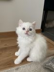 kattunge ragdoll/perser 