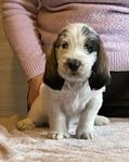 Grand Basset Griffon Vendeen valpar