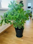 Stor Gummiplanta / Afrikansk mjölbuske ca 90 cm hög 