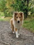 Shetland sheepdog