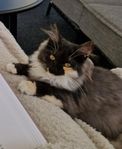 Mycket trevlig Maincoon/Norsk skogkatt, sällskap/avel?